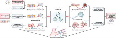 Olfactory Dysfunction in Patients With Coronavirus Disease 2019: A Review